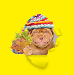 Poster - Smiling Mastiff puppy wearing warm hat holds dry leaves and looks through the hole in yellow paper