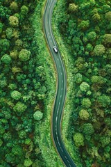 Wall Mural - Quiet drive along a tree lined road in bright daylight with greenery all around