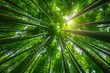 © D - Majestic Bamboo Forest Canopy with Sunlight Filtering Through Leaves