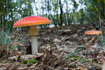 Red toadstools in the forest. Amanita muscaria