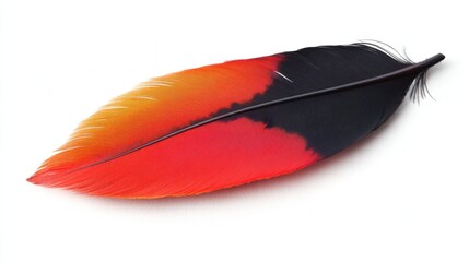 Canvas Print - Stunning Red and Black Bird Feather