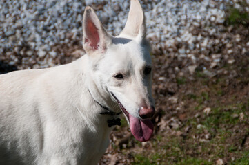 Wall Mural - White German Shepherd dog in the yard