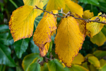 Wall Mural - hamamelis mollis a deciduous shrub plant with golden yellow leaves colour during the autumn fall, co