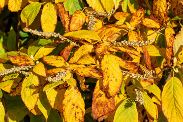Wall Mural - clethra acuminata a deciduous shrub plant with golden yellow leaves colour during the autumn fall, c