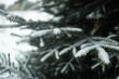 © Shi  - Snow fir tree branches under snowfall. Winter detail. High quality FullHD footage