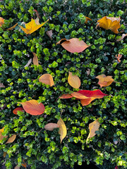 Canvas Print - A close up of a bush with leaves falling from it. The leaves are orange and green. The image has a peaceful and calming mood