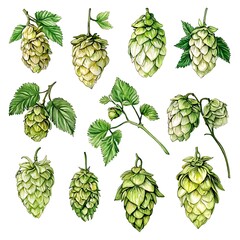 Wall Mural - Watercolor illustration of twelve hops plants with leaves on a white background.