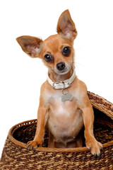 Wall Mural - chihuahua puppy dog  on a white background