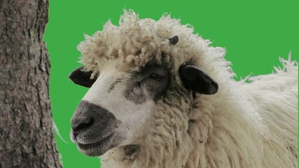 Wall Mural - chewing sheep on green screen