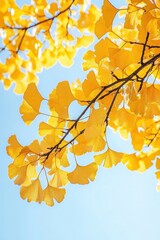 Golden Ginkgo biloba plant leaf in Fall closeup view.