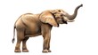 © Darunee - A majestic adult elephant standing tall with its trunk raised on a clean white background