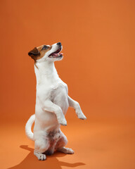 A playful Jack Russell Terrier standing on its hind legs, captured on an orange background. The dog energetic posture and alert expression highlight its playful nature.