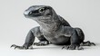 © Darunee - A monitor lizard standing with its front claws raised slightly as if climbing on a white background