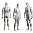 © jimboy - Set bundle white full body shiny glossy muscular male man mannequin dummy sculpture front back side view on transparent cutout PNG Many different angle Mockup template artwork graphic design 300dpi