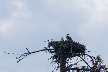 Two Ospreys in their nest, Mount Robson