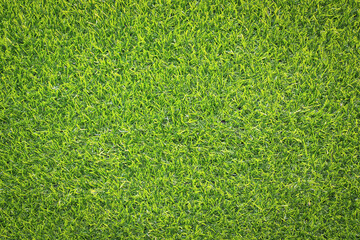 Canvas Print - green grass texture