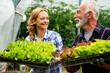 © NDABCREATIVITY - Happy family agriculture bio farmers working picking vegetables working in organic greenhouse farm.