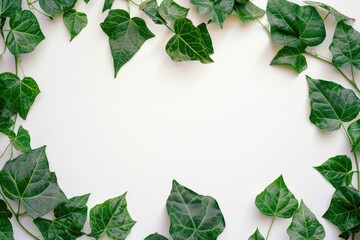 Wall Mural - A frame made from ivy leaves on a white background