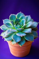 Poster - A small blue and green plant grows in a decorative clay pot