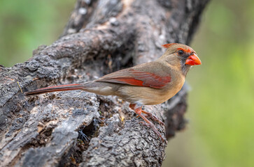 Wall Mural - Northern Cardinal