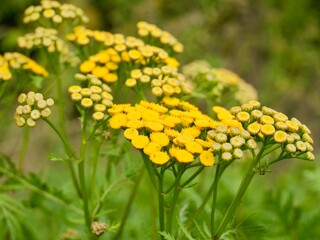 Wall Mural - Yellow tansy flowers (Tanacetum vulgare), also common tansy, bitter buttons, cow bitter, or golden buttons. Traditionally used as insect repellent, culinary and medical plant