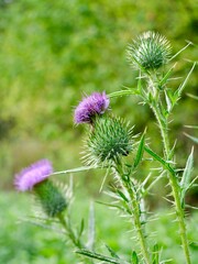 Wall Mural - The spear thistle flowers (Cirsium vulgare), also bull thistle, or common thistle. A species of the Asteraceae genus, an invasive weed in some regions