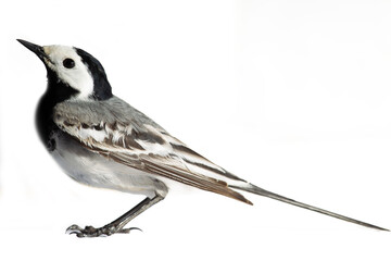 european birds. shooting white wagtails, pied wagtail (motacilla alba male in breeding plumage) on a