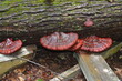 © A - red fungi