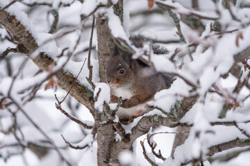 Wall Mural - Squirrel in a tree