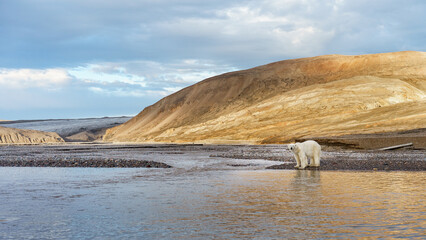 polar bear in svalbard