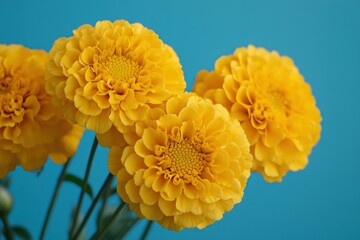 Wall Mural - Bright Yellow Marigolds Against Blue Background