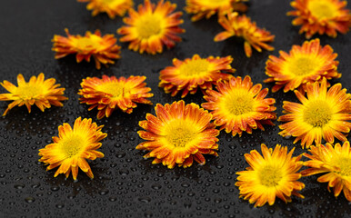 Wall Mural - yellow chrysanthemum