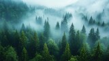 Misty Mountain Forest Trees Enveloped In Fog