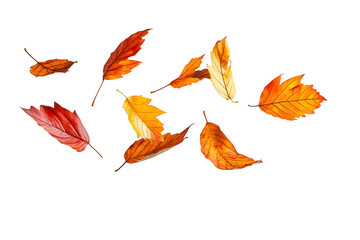 Wall Mural - autumn leaves floating isolated white