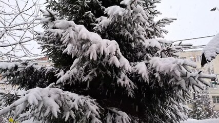 Wall Mural - It snows at the end of November in Romania. 4K