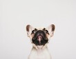© Mardhiah - Cute French Bulldog with a Playful Expression Under Soft Lighting Against a Clean White Background, Ideal for Pet and Animal-Themed Projects