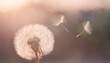 © Mdragon - 햇볕에 반짝이는 민들레 씨앗이 공중으로 날아가는 장면