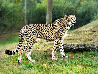 cheetah in the wild