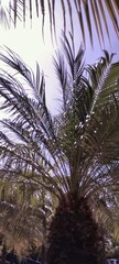 The palm trees full of life shining in the sunlight of a beautiful pool day