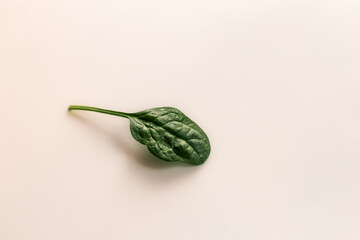 Wall Mural - close-up of baby spinach leaves isolated background 