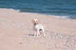 © Joan Dieste - Cachorro de labrador en la playa