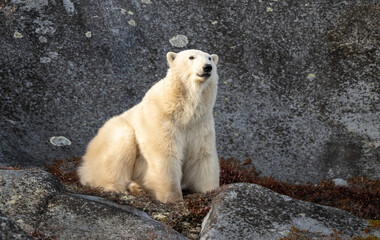 Wall Mural - the polar bear (ursus maritimus) is a large bear native to the arctic and nearby areas. it is closel