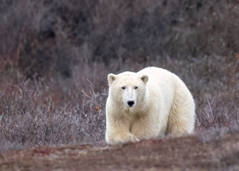 Wall Mural - The polar bear (Ursus maritimus) is a large bear native to the Arctic and nearby areas. It is closely related to the brown bear, and the two species can interbreed, Churchill, Manitoba, Canada, 