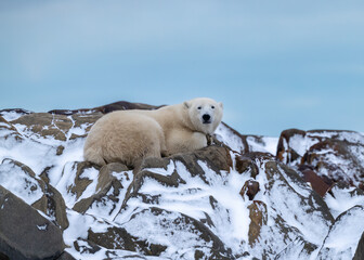 Wall Mural - The polar bear (Ursus maritimus) is a large bear native to the Arctic and nearby areas. It is closely related to the brown bear, and the two species can interbreed, Churchill, Manitoba, Canada, 