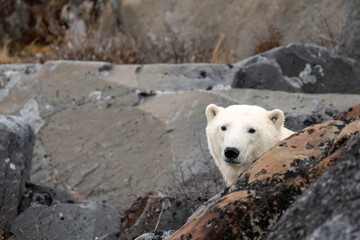 Wall Mural - the polar bear (ursus maritimus) is a large bear native to the arctic and nearby areas. it is closel