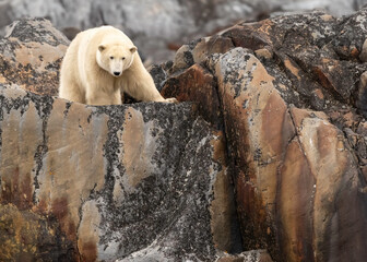 Wall Mural - the polar bear (ursus maritimus) is a large bear native to the arctic and nearby areas. it is closel