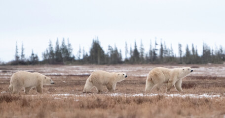 Wall Mural - the polar bear (ursus maritimus) is a large bear native to the arctic and nearby areas. it is closel
