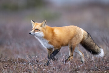 Wall Mural - Red Fox (Vulpes vulpes),  largest of the true foxes and one of the most widely distributed members of the order Carnivora, being present across the entire Northern Hemisphere 