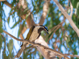 Wall Mural - Blue Faced Honeyeater Looking Down