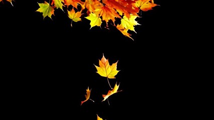 super slow-motion footage of autumn maple leaves falling against a black background in a vertical co